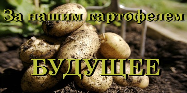 Семена картофеля в Воронеже, Воронежской области